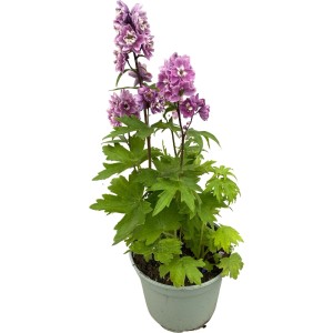 Ostruha stračia Delphinium elatum v kvetináči, fialové kvety. Mrazuvzdorná, nenáročná trvalka.