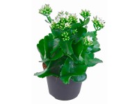 Kalanchoe Blossfeldova, biela, pr. kvetináča cca 10,5 cm