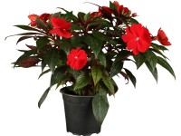 OBI Netýkavka Nová Guinea priemer kvetináča cca 12 cm Impatiens