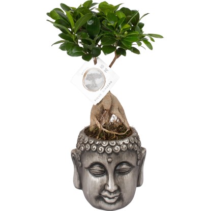 Figovník maloplodý "Ženšen" v nádobe v tvare Budhu priemer kvetináča cca 14 cm