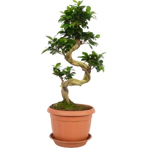 Bonsai Ficus Ginseng v kvetináči, výška cca 65-80 cm, s kmeňom v tvare S a zelenými listami.