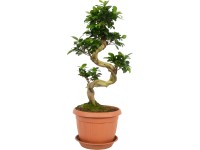 Bonsaj Ficus 