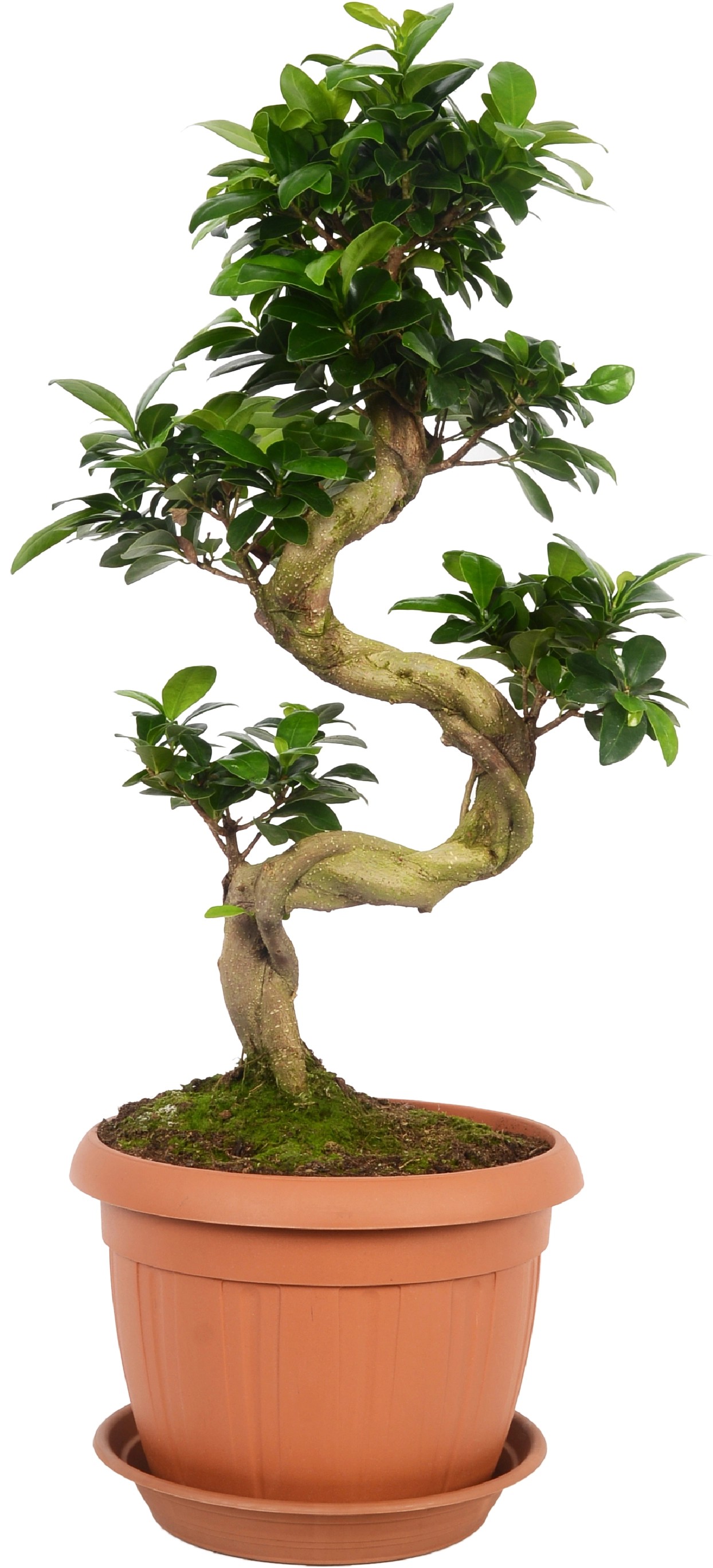 Bonsaj Ficus "Ginseng" výška cca 65 80 cm priemer 25 cm Ficus