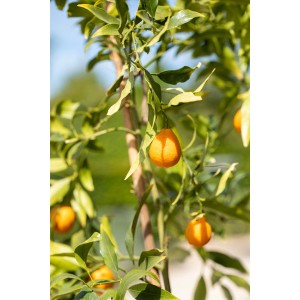 Citrusový strom so zrelými, oranžovými plodmi, hnojený hnojivom GROW by OBI pre citrusy.
