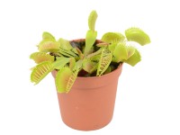 Mucholapka podivná, pr. kvetináča cca 9 cm