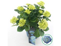 Hortenzia veľkolistá 