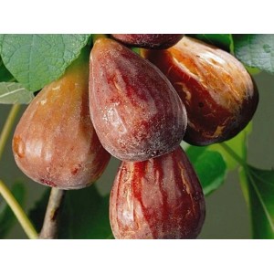ARBOEKO Figovník smokvoň (Ficus carica) "Brown Turkey" RK2 60-80