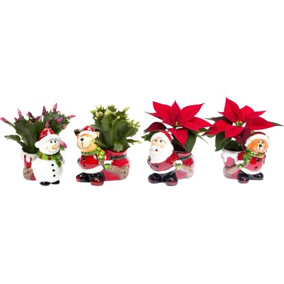 Vianočný aranžmán vo veselom keramickom kvetináči priemer kvetináča cca 6 cm