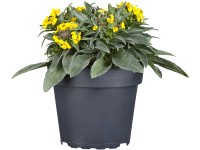 OBI Horčičník žltý priemer kvetináča cca 13 cm