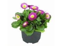 Landgard Sedmokráska chudobka (Bellis perennis) rôzne farby cca pr. 9 cm