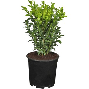 Zimostráz v kvetináči, výška cca 5-10 cm, ideálny pre živé ploty a tvarovanie.