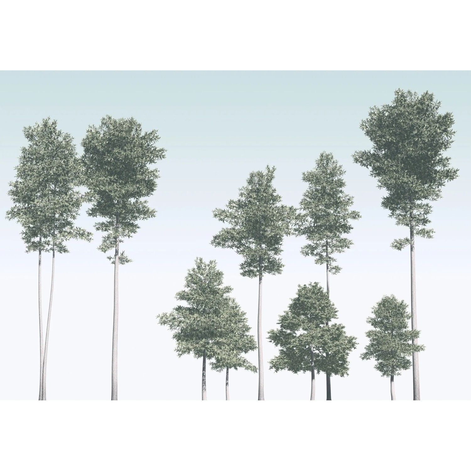 E-shop Komar Vliesová fototapeta Pines 400 x 280 cm