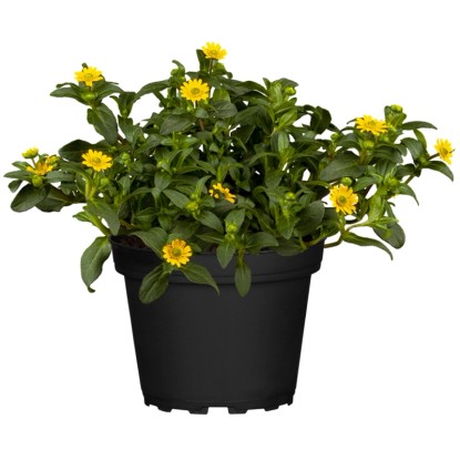 Grow by OBI Vitálka žltá (Sanvitalia procumbens), pr. kvetináče cca 13 cm