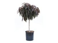 GROW by OBI Broskyňa obyčajná (Prunus persica) 