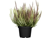 GROW by OBI Vres Twins (Calluna Garden Girls), pr. kvetináča 24 cm