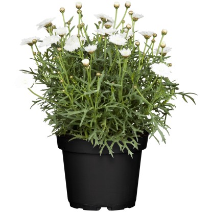 Grow by OBI Kopretinovec (Argyranthemum frutescens), pr. kvetináče cca 13 cm