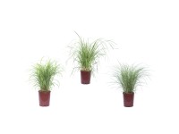 GROW by OBI Ozdobnica (Miscanthus) rôzne druhy výška 40 cm, 11 l