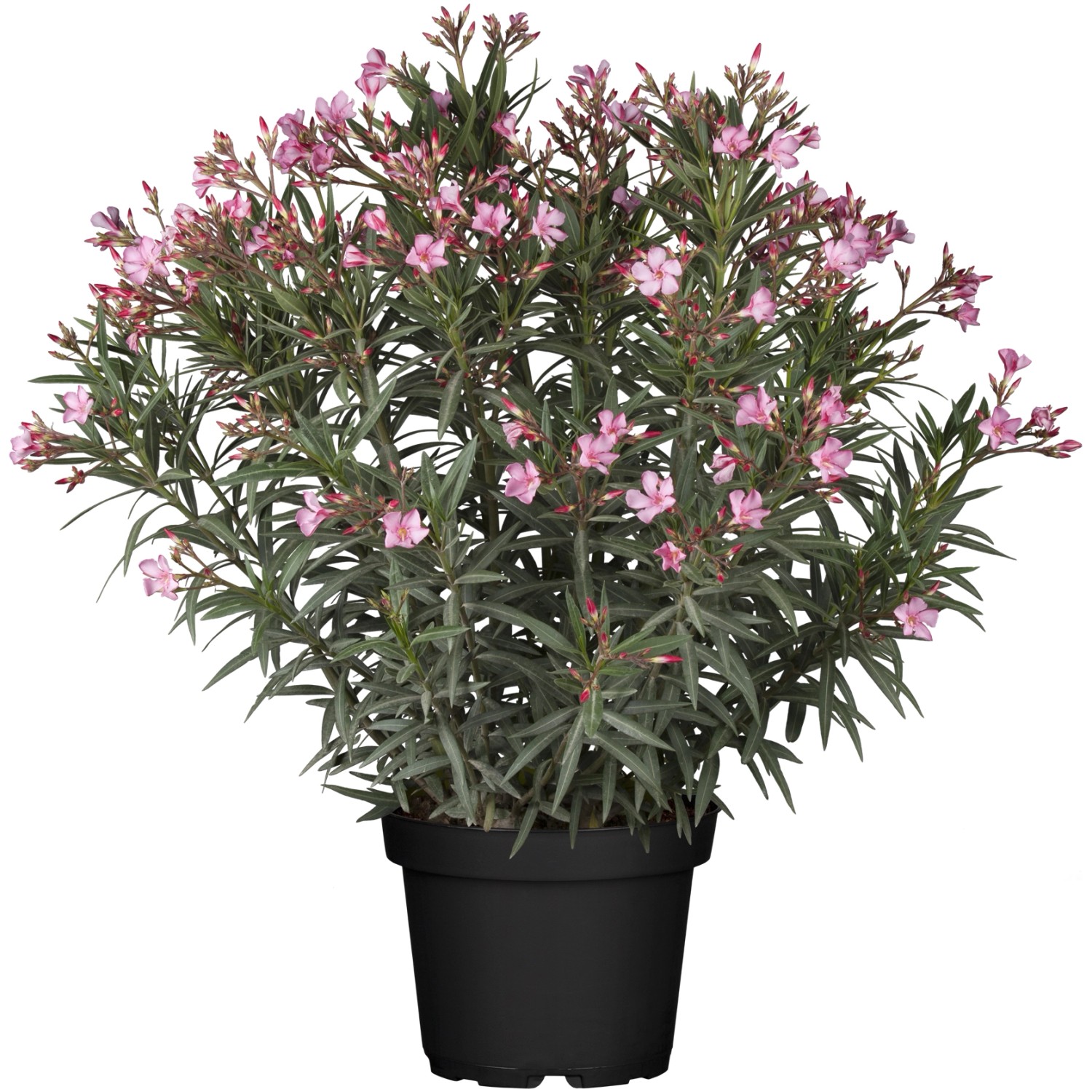 GROW by OBI Oleander obyčajný (Nerium oleander) výška 180200 cm, pr