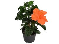 GROW by OBI Ibištek čínska ruža ker (Hibiscus sinensis), výška cca 50-60 cm