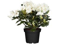 Rododendron mix (Rhododendron hybridum) výška cca 30-40 cm