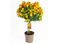 GROW by OBI Lantana menlivá (Lantana camara) kmienok 80 cm, pr. kv. 17 cm