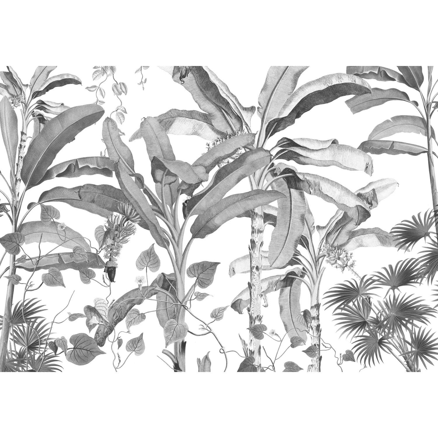 E-shop Komar Vliesová fototapeta Croissances Monochrome 400 x 280 cm