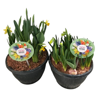 Landgard Jarné cibuľové rastliny rôzne druhy cca výška 20-30 cm, pr. 19 cm