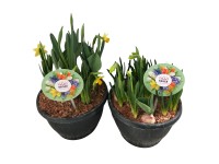 Landgard Jarné cibuľové rastliny rôzne druhy cca výška 20-30 cm, pr. 19 cm