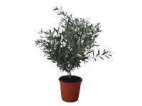 GROW by OBI Olivovník európsky (Olea europaea) pr. 20 cm