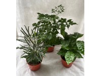 Izbové rastliny Standard, pr. kvetináča 12 cm