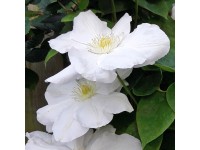 Plamienok (Clematis Hybride) 