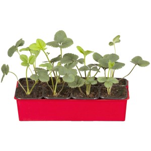 Jahoda Senga Sengana 6-pack: Mladé sadenice jahôd v červenom kvetináči.