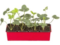 Jahoda ananásová Senga Sengana podnos so 6 kusmi