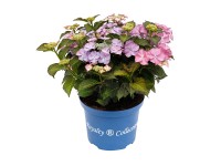 Hortenzia veľkolistá 