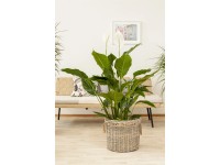 Lopatkovec (Spathiphyllum) 