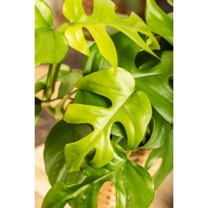 Zelená Monstera Minima (trpasličí okenný list) s charakteristickými listami v kvetináči.