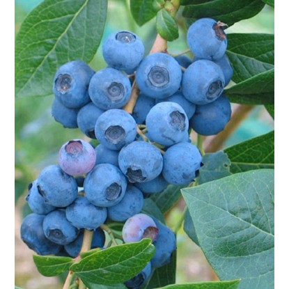 ARBOEKO Bursnica chocholíčnatá (Vaccinium corymbosum) "Goldtrube" 30-40 cm, 2,5l