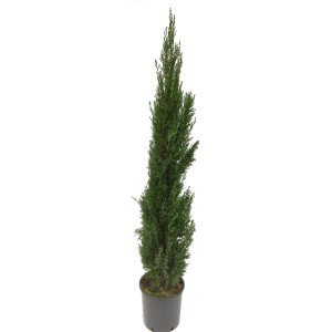 Stĺpovitý cyprus Totem v kvetináči, cca 80 cm vysoký, vždyzelená solitérna rastlina do záhrady a na terasu.