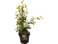 Vonné ruže, pr. cca 23 cm