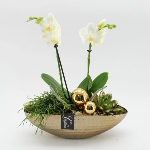 Zimné aranžmán orchideí s bielou orchideou, sukulentom a zlatými guľami v zlatej miske.