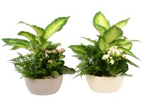 Aranžmán zo zelených a kvitnúcich rastlín priemer kvetináča cca 17 cm