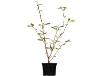 OBI Magnólia s kvetmi v tvare tulipánov ružová výška cca 60 - 80 cm kvetináč cca