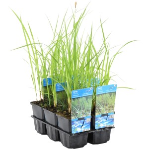 Ufersegge (Carex riparia) v kvetináči, okrasná močiarna rastlina pre záhradné jazierka.