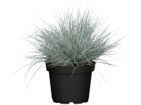 Grow by OBI Kostrava strieborná (Festuca glauci) 