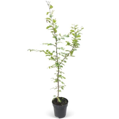 Landgard Hrab obyčajný (Carpinus betulus) výška 125-150 cm, 5 l, 80 ks