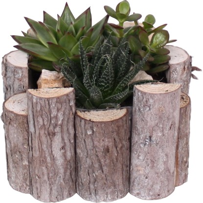 Aranžmán sukulentov v nádobe z kmienkov priemer nádoby cca 18 cm