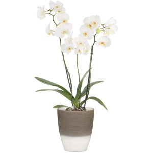 Kvetináč na orchidey Scheurich Espresso Cream, Ø 13 cm s bielou orchideou v kvetináči.