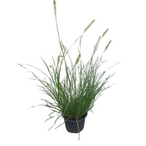 GROW by OBI Perovec psiarkovitý Hameln v kvetináči, Ø kvetináča cca 14 cm. Okrasná tráva do záhonov a kvetináčov.