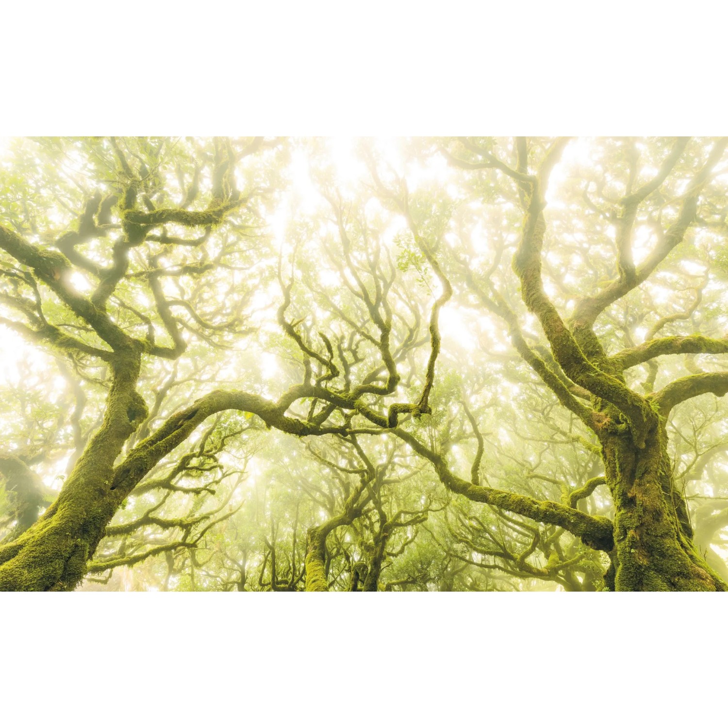 E-shop Komar Vliesová fototapeta Green Fire 400 x 250 cm