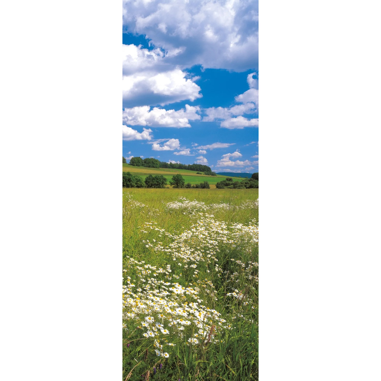 E-shop Komar Vliesová fototapeta Meadow 100 x 280 cm